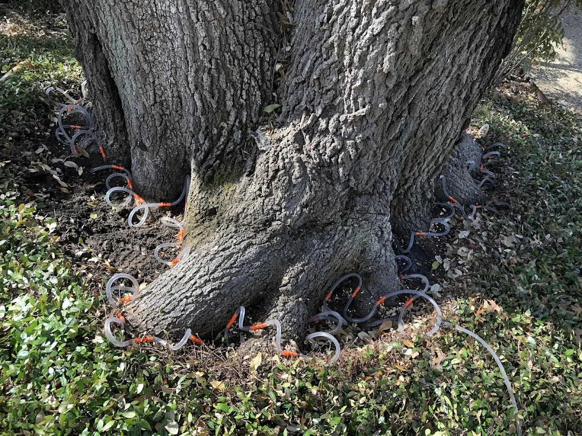 Detailed Tree Cabling and Bracing job site in Bosler